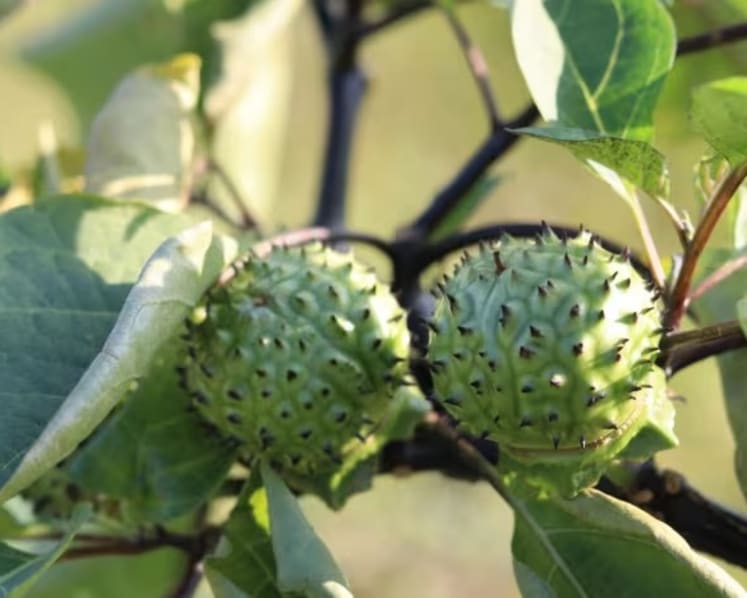 Two dead, around 50 hospitalised in Indonesia’s South Kalimantan after suspected intoxication from Angel's Trumpet plant
