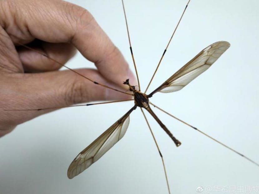 The supersized insect was found on Qingcheng mountain, Sichuan province in August.