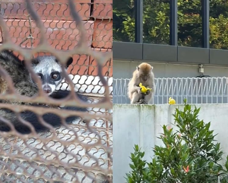 Wildlife management firms report rise in cases of animals entering urban areas in 2024