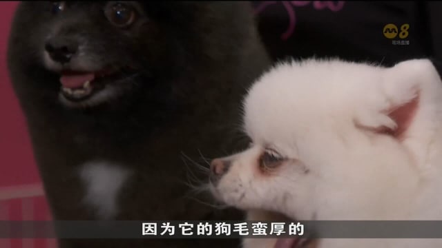 近期酷热难耐 宠物狗更频繁剪毛和做水疗 