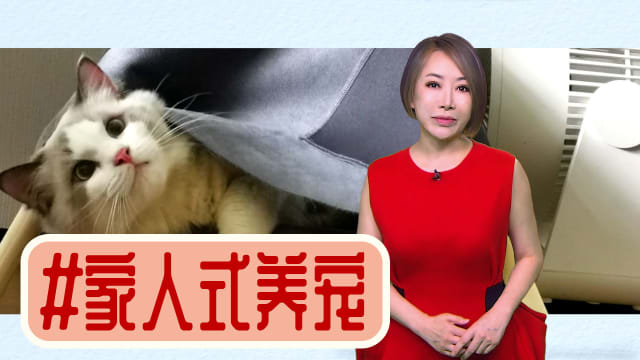 【多懂一点】宠物晋升成家人 吃的用的比主人还贵气