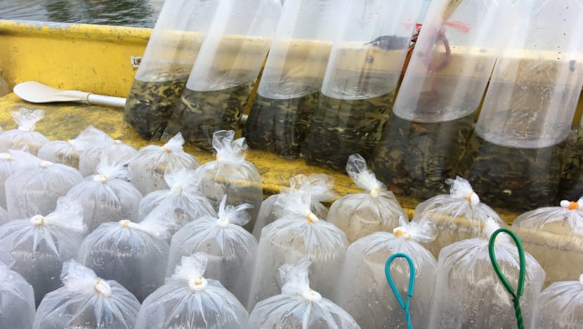 PUB releases thousands of fish in Pandan Reservoir to combat midges