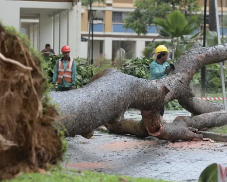 Heavy rains trigger flash flood alerts, large tree toppled in Tampines