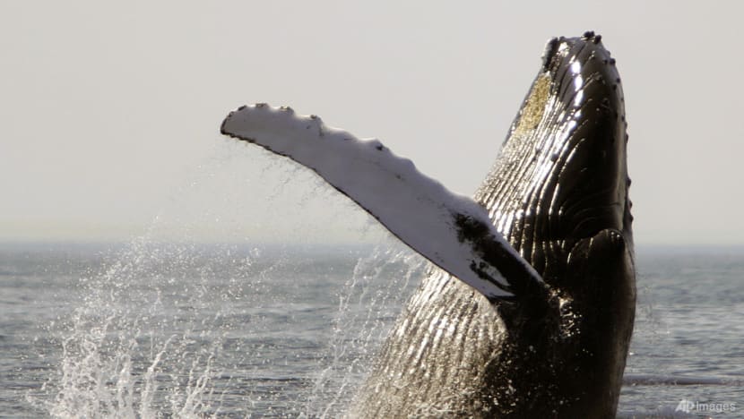 Whales, dolphins in American waters losing food and habitat to climate change, US study says Whales, dolphins in American waters losing food and habitat to climate change, US study says
