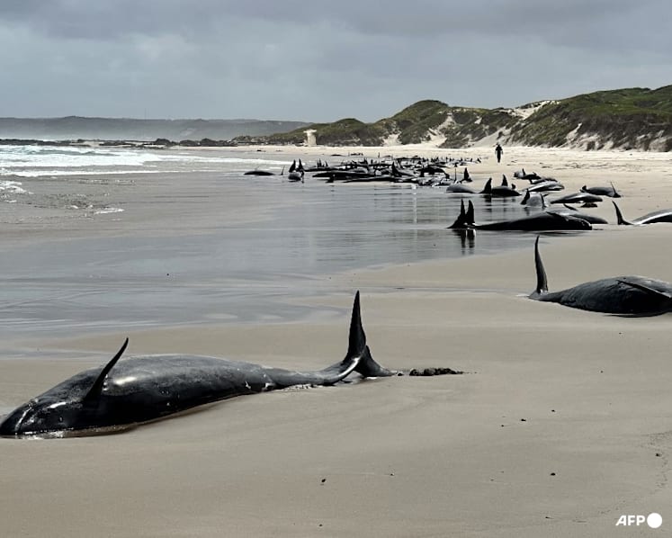 Dozens of dolphins to be euthanised after mass stranding on Australian beach