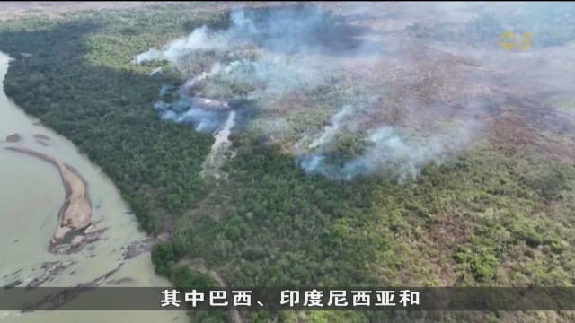 去年有3万多平方公里热带森林消失 面积约同瑞士