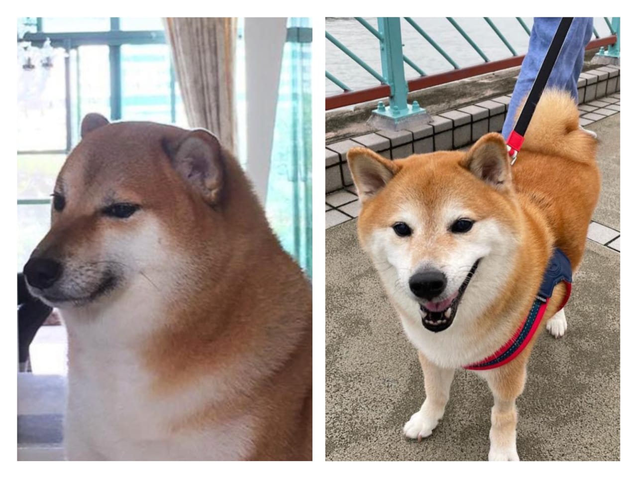 因表情包而全球爆红知名柴犬去世网民纷哀悼- 8world