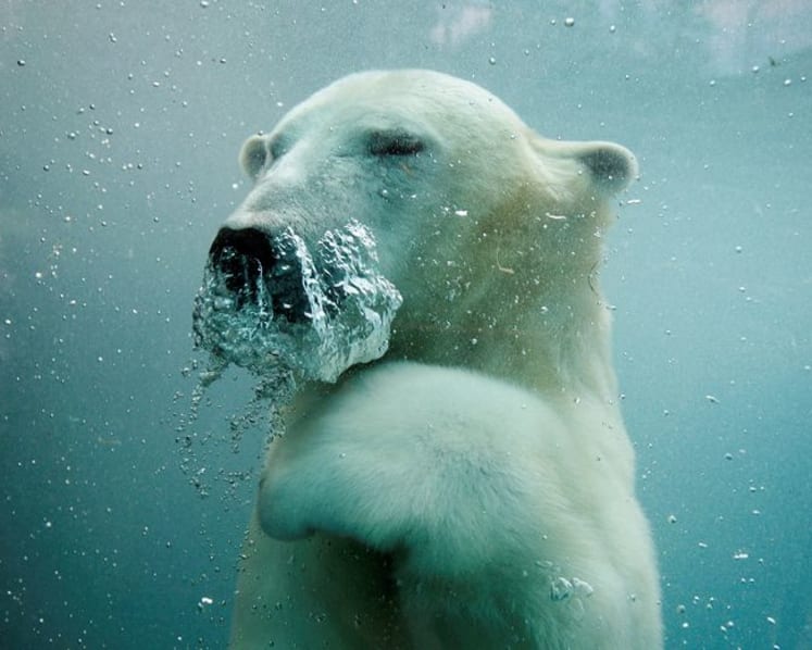 US to create genomic and cellular 'BioVault' for endangered species