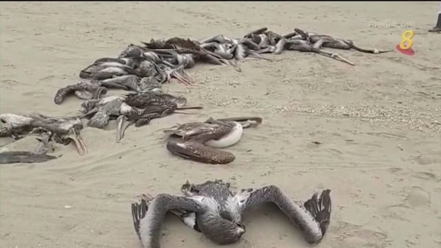 秘鲁英国爆发禽流感 逾60万只禽鸟被宰杀或死亡