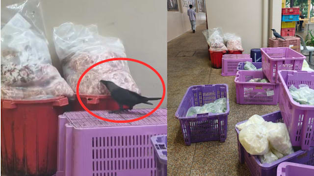 生肉摆食阁外引乌鸦啄食 食品局接报：正进行调查