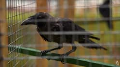Related article image