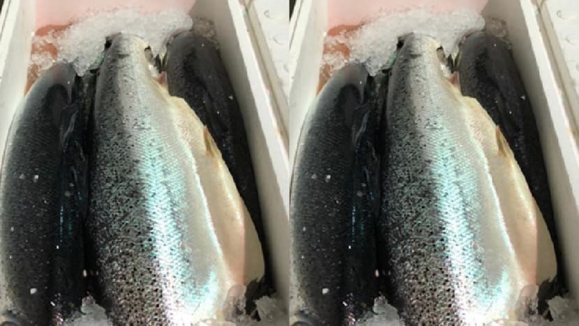 Salmon from Norway recalled due to bacteria: SFA