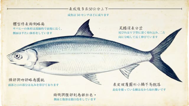 【城市呼吸｜彭菲菲】东南亚虱目鱼在台湾成了名小吃