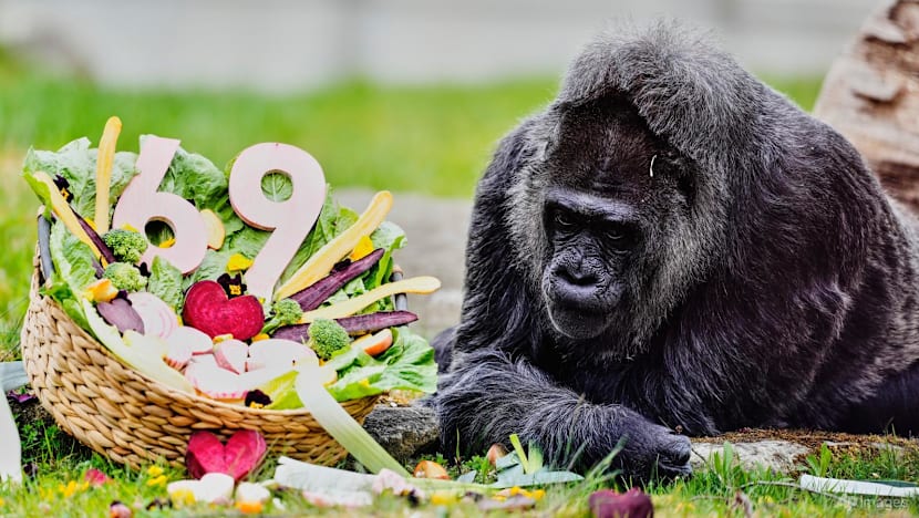 Happy 69th birthday to Fatou, the world's oldest gorilla living in captivity