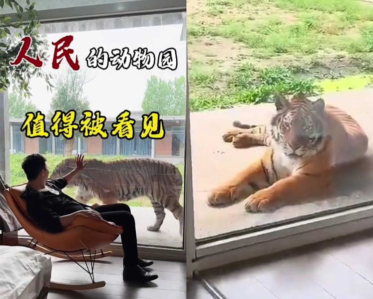 Sleep next to tigers? Hotel inside Chinese zoo offers controversial ‘tiger-view rooms’