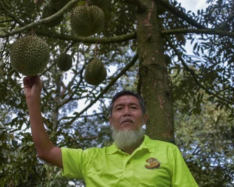Musang King millionaires: Pahang town's durian businessmen turn wealthy as demand increases