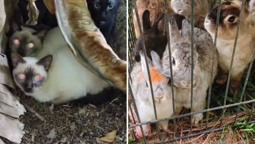 Kes dera & kebajikan haiwan di SG merosot, namun jumlahnya masih membimbangkan: SPCA