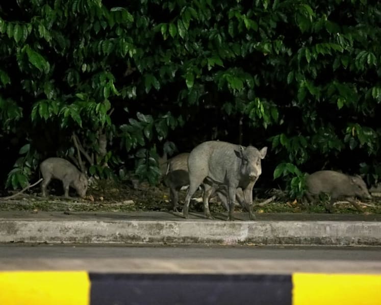 4 more people fined S$2,500 each for feeding wild boars at Lorong Halus under stricter Wildlife Act