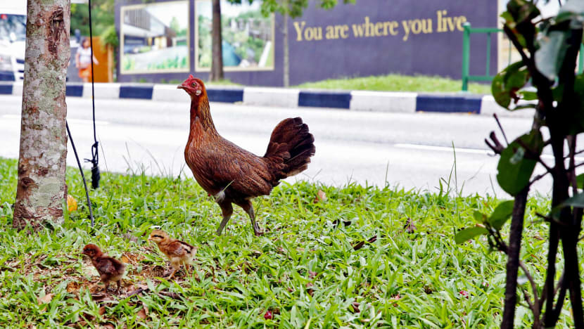 Vaccination of chickens alone ‘not enough to manage bird flu risk’