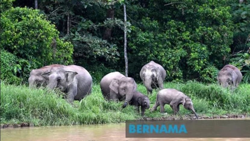 Bangkai gajah pygmy ditemui lagi di Kinabatangan; penemuan kedua bulan ini