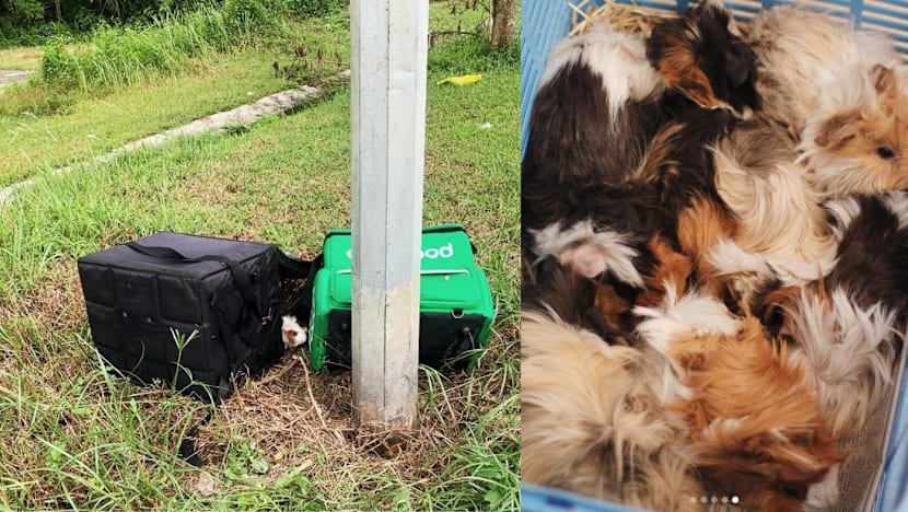15 guinea pigs found abandoned in food delivery bags