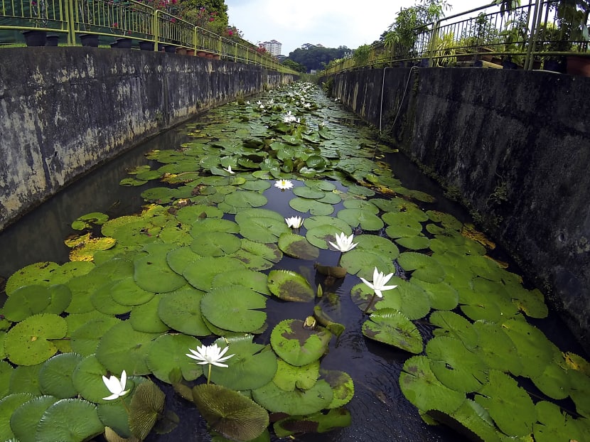 NParks adds more slots for Pasir Panjang Nursery tour