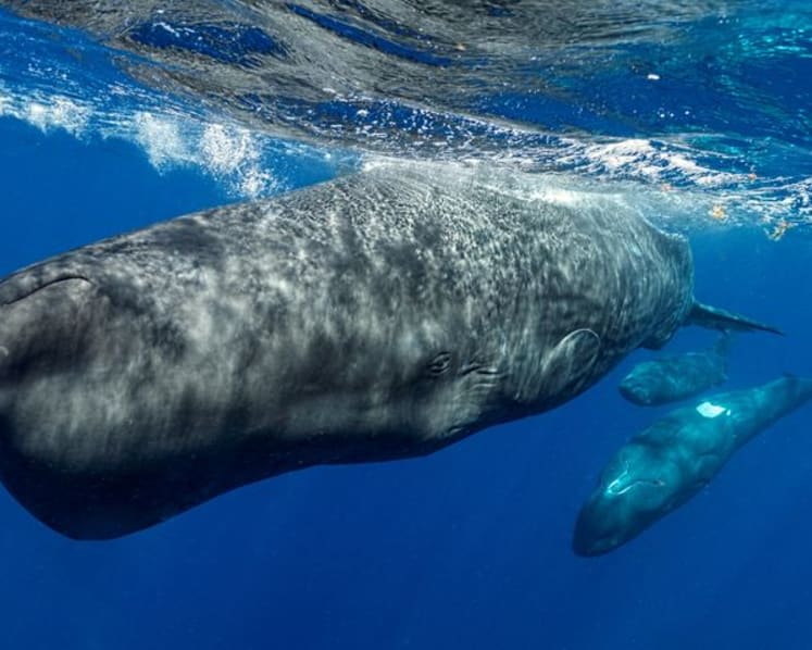 Underwater robot tracks sperm whale conversations in real time