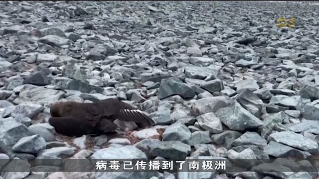 H5N1病毒首次哺乳动物传播 致南美海狮大量死亡