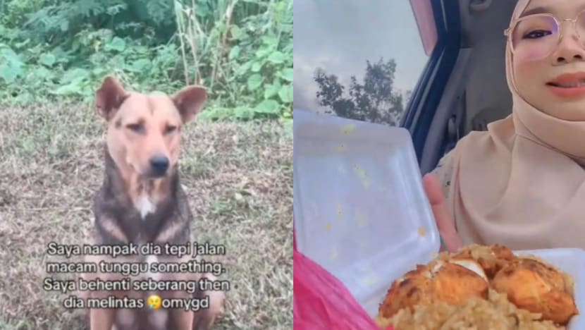 Muslim M'sian Woman Drives 7km To Buy Chicken Rice For Stray Dog