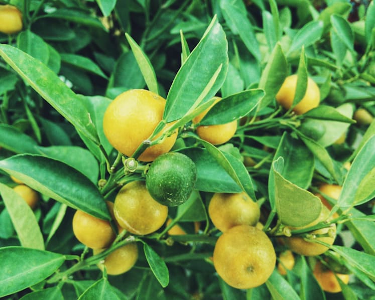 Permission from NParks needed to collect, pluck fruits on state land