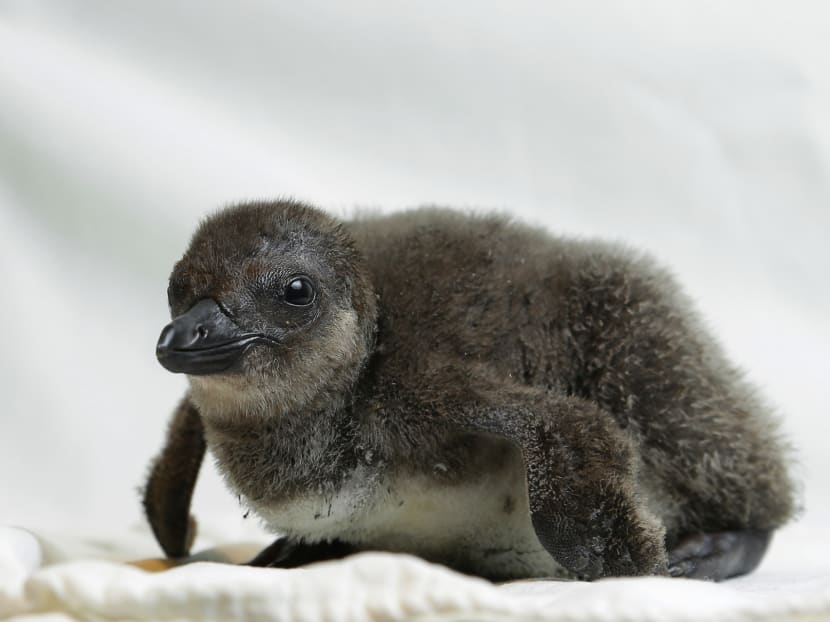 Asia’s first giant river otter baby born at River Safari
