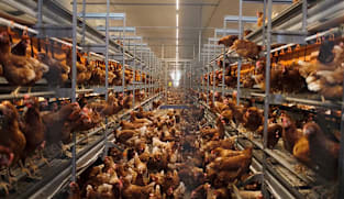 Farming Fish and Eggs in Singapore