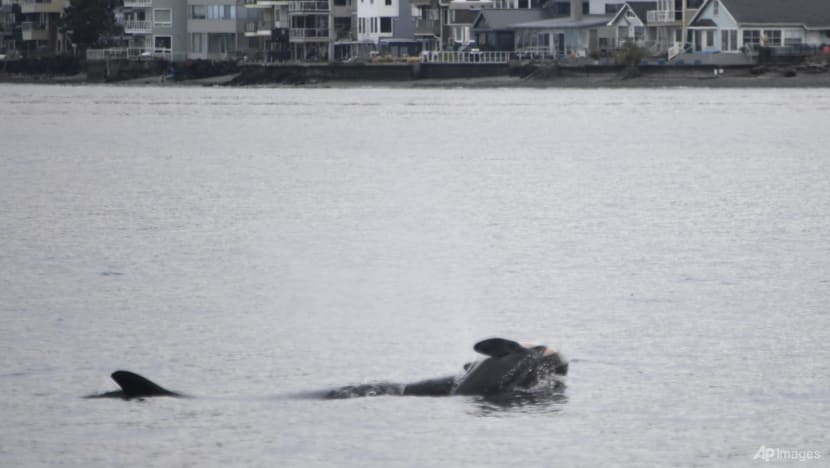 An orca that carried her dead calf for weeks in 2018 is doing so once again