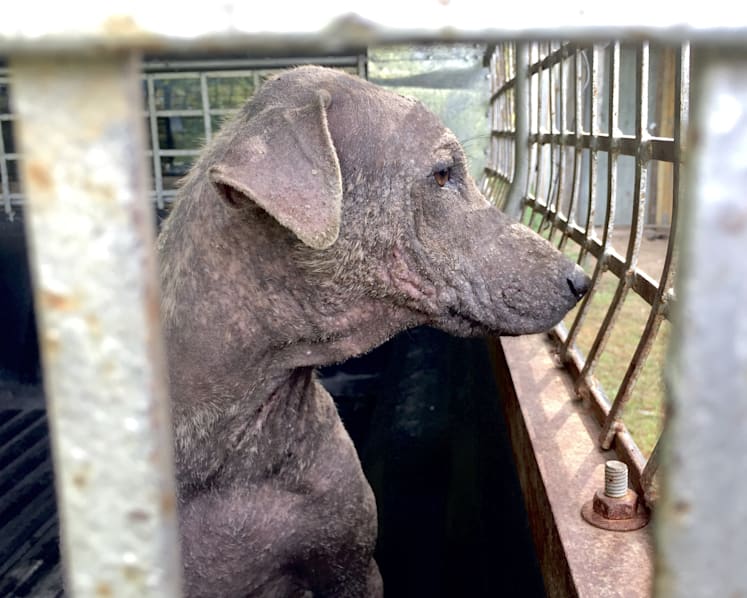Stray dogs and cats at risk of starvation during COVID-19 crisis in Thailand