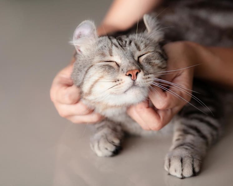 Approved fosterers may keep up to 6 cats in HDB flats, 10 in private homes under new pilot scheme