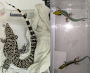 16 wildlife specimens, including endangered species, seized in NParks raids