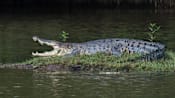 Crocodile spotted near Keppel Bay, NParks monitoring situation