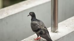Related article image