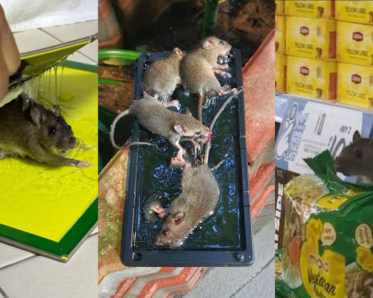 Rat map: Tracking the rodent infestation in Singapore