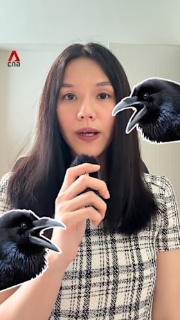 This is how bad Singapore's crow problem is