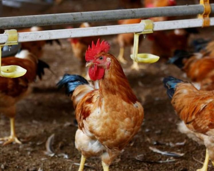 Commentary: Singapore loves eggs but can we make production friendlier for hens?