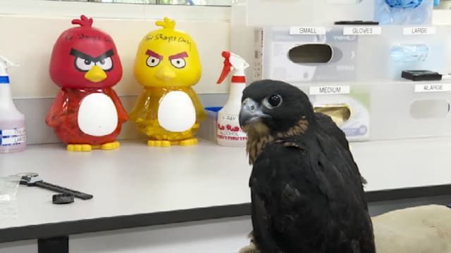 一只游隼雏鸟获救 装上蓝牙追踪器后放飞