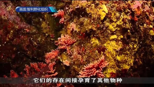 智利发现罕见红色水螅珊瑚群 可作为健康生态环境指标