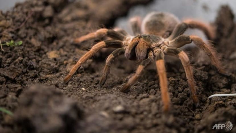 பல்லிகள், Tarantula சிலந்திகள் - கடத்த முயன்ற இந்தியர் பிடிபட்டார் பல்லிகள், Tarantula சிலந்திகள் - கடத்த முயன்ற இந்தியர் பிடிபட்டார்