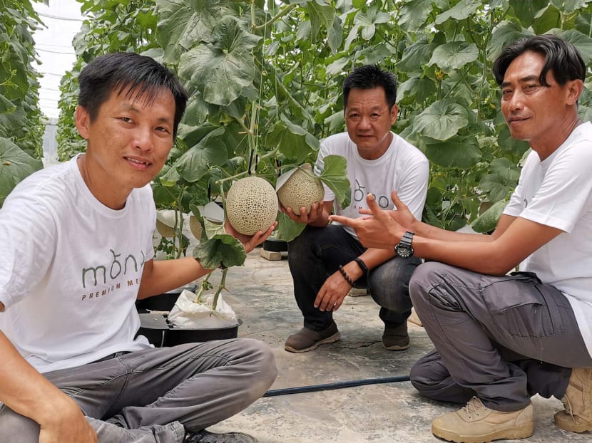Meet the Malaysian ‘agropreneurs’ growing S$200 Japanese muskmelons Meet the Malaysian ‘agropreneurs’ growing S$200 Japanese muskmelons