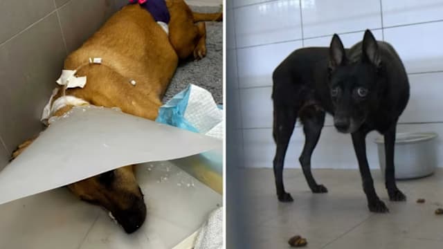 动物热爱者协会因管理不善与欠租逾50个月 被令迁出动物之家