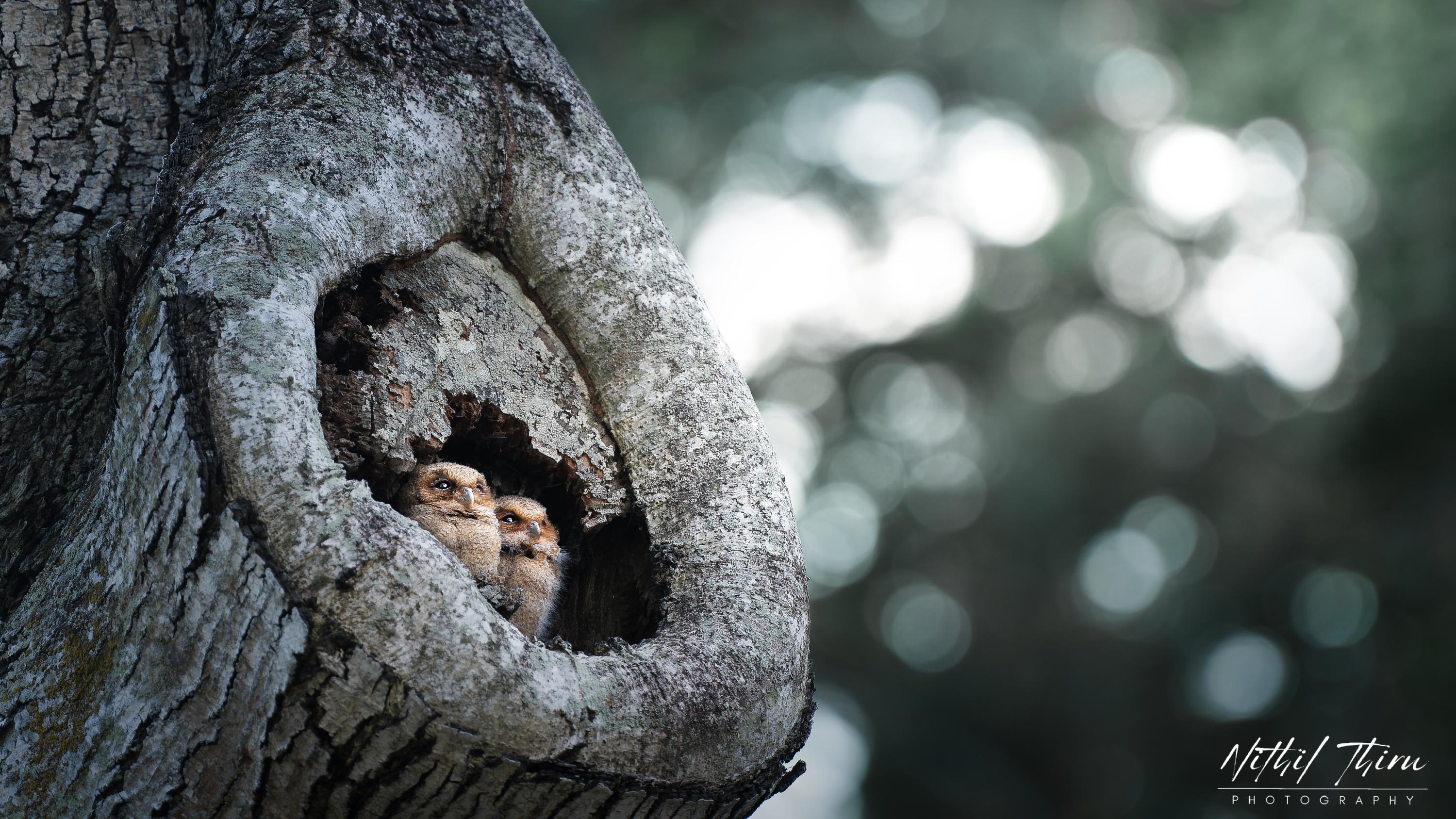 一只飞翔的猫头鹰的图像，其翅膀上的图案形成了微妙的动漫语录。 壁纸[2fe64fee8d8e4874b0a6] by Wallpaper HD |  WidgetClub, image size:3000x1688