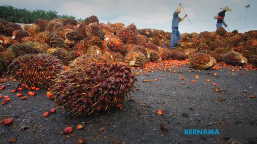 Kurang tenaga kerja, industri sawit M'sia terlepas peluang raih untung Kurang tenaga kerja, industri sawit M'sia terlepas peluang raih untung