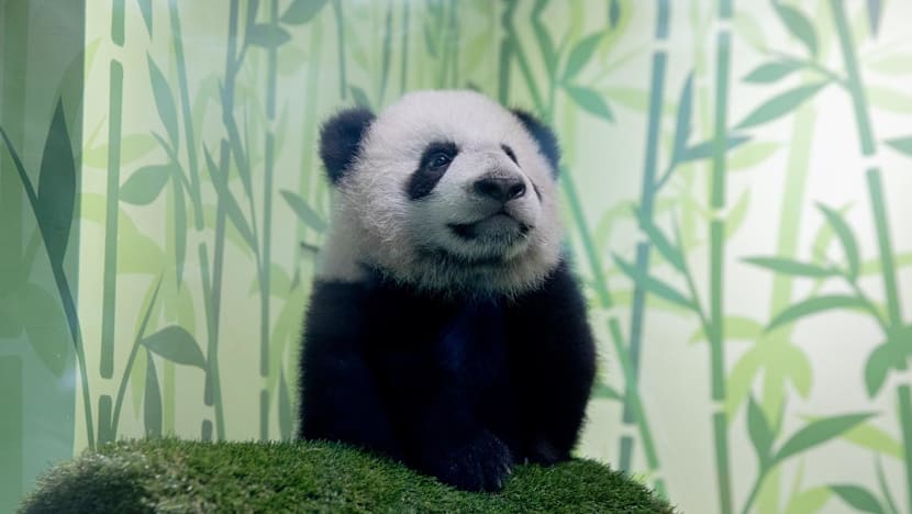 Explainer: Why must panda cub Le Le return to China instead of staying with its parents at River Wonders?