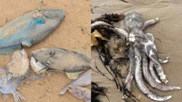 澳洲海滩惊现神秘泡沫 死鱼遍布多人流感症状
